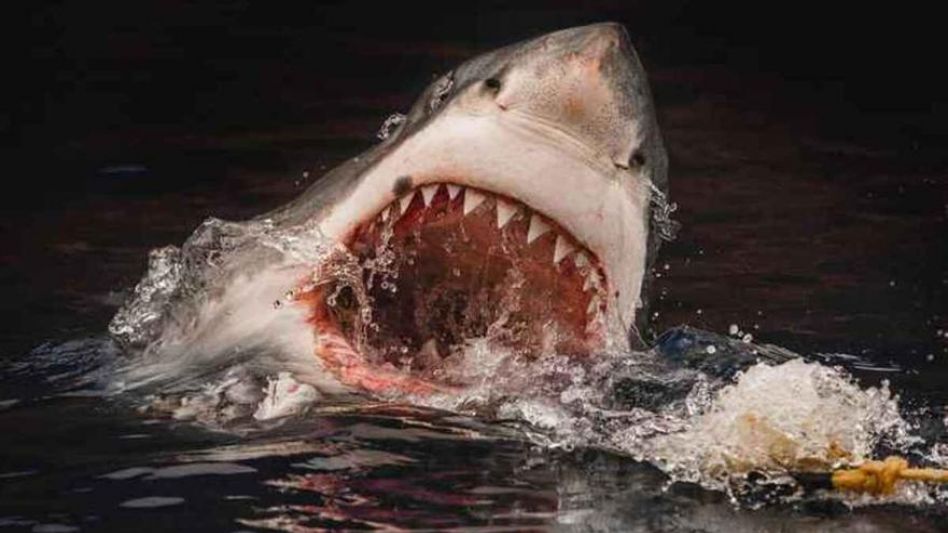 Muestra los dientes