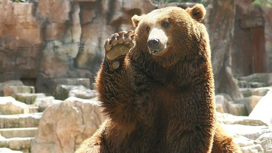 No se hace el Oso