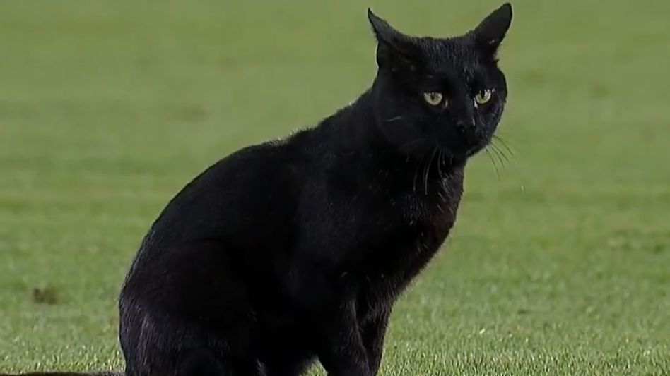 Otro gato