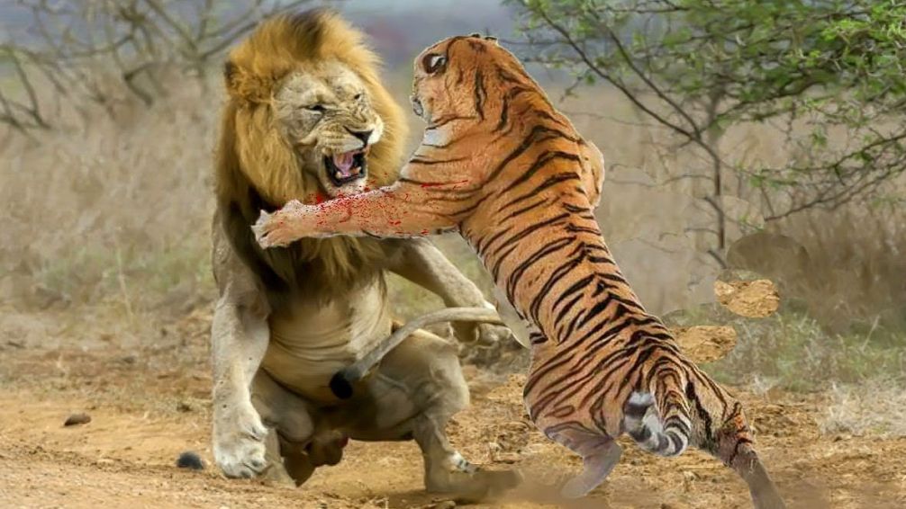 No sean gatos...